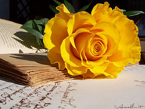 Ancient rose 1024.jpg