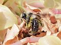 Andrena cineraria