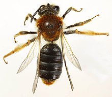 Andrena heemrrhoa ženka, Minera, Sjeverni Wales, svibanj 2016. 3 (31207652564) .jpg