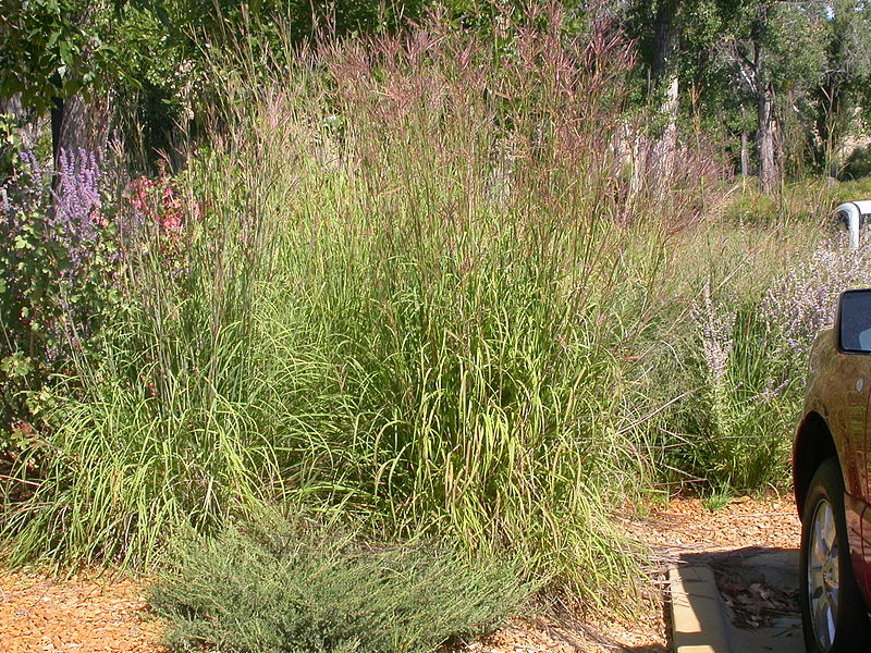 File:Andropogon gerardii (3904164602).jpg