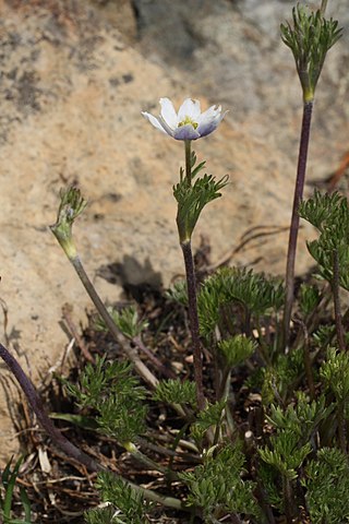 <i>Anemone drummondii</i> Species of flowering plant in the buttercup family Ranunculaceae
