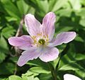 A.nemorosa occasionalmente presenta fiori con sfumature rosa o anche azzurre