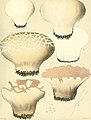 Calvatia cyathiformis[5]​