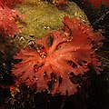 Another pretty red seaweed in Western Cape kelp bed (38065018426).jpg