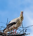 * Nomination Gazing white stork (Ciconia ciconia) in eyrie --F. Riedelio 16:36, 13 July 2022 (UTC) * Promotion The color fringes should be removed. --Ermell 20:08, 13 July 2022 (UTC)  New version Thanks for the review. I tried to improve the color fringing. --F. Riedelio 10:06, 14 July 2022 (UTC)  Support Good quality. --Ermell 21:42, 14 July 2022 (UTC)