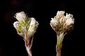 Antennaria marginata