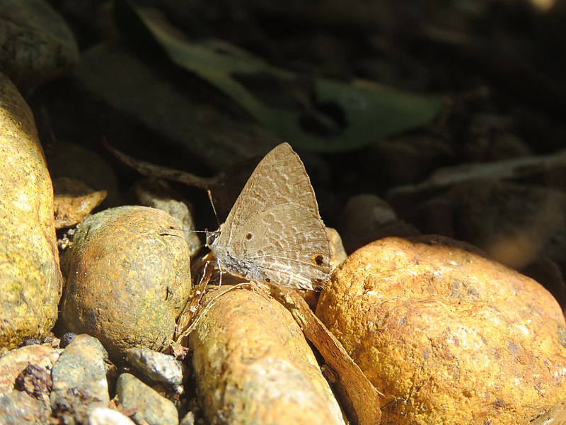 File:Anthene lycaenina - Pointed Ciliate Blue - Aralam Butterfly Survey at Kottiyoor, 2019 (5).jpg