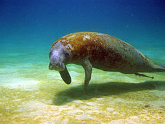 Antillian manatee Manatí Antillano (5840507054).jpg