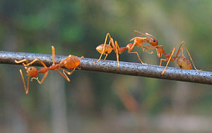 Ants playing.jpg