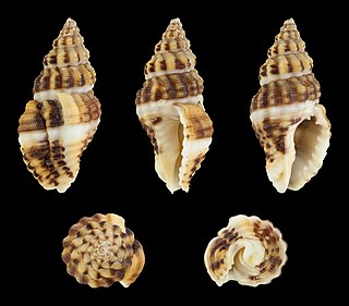 <i>Aplus dorbignyi</i> species of mollusc