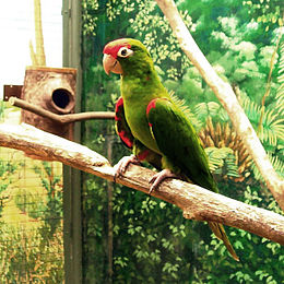 Aratinga wagleri -Jurong BirdPark-4.jpg