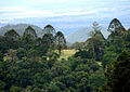 Native forest, Bunya Mountains National Park, Queensland