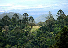 Bunya Pines