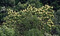 Östlicher Erdbeerbaum (Arbutus andrachne)