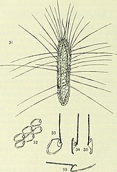 Mallomonas elongata Archives des sciences physiques et naturelles (1919) (14781958195).jpg