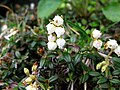 Mt. Nishiazuma, Fukushima pref., Japan