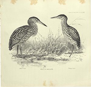 Black-backed Little Bittern (male and young male)