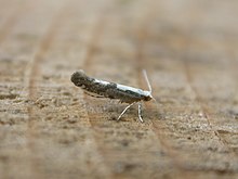 Argyresthia conugella.jpg