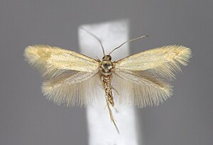 Argyresthia illuminatella E-MK-11454a.jpg