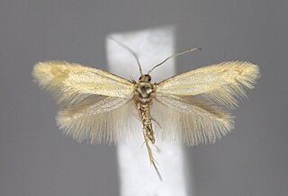 <i>Argyresthia illuminatella</i> Species of moth