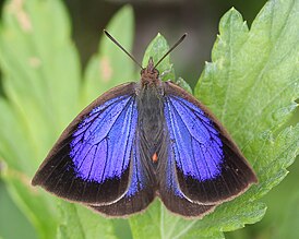 Arhopala japonica