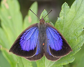 Beskrivelse av Arhopala japonica.jpg-bildet.