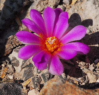 Close up on flower Ariocarpus kotschoubeyanus flor cropped.jpg