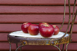 "Those five beautiful shiny Jonathan apples sitting on the chair" Arkansas Black apples.jpg