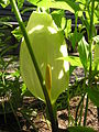 Arum italicum