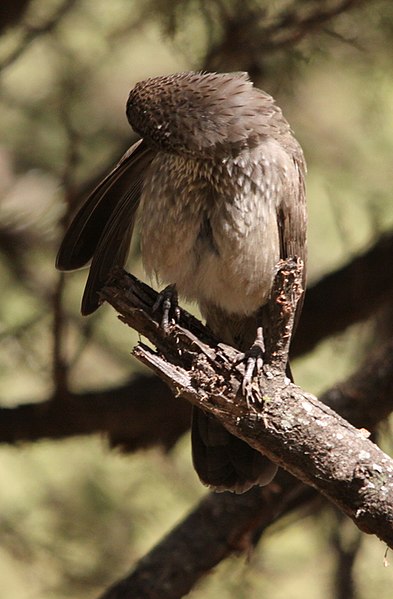 File:Arrow-marked Babbler (Turdoides jardineii) - preening itself (6017940226).jpg