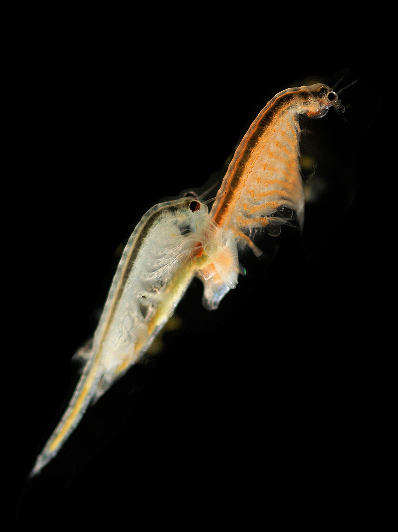 File:PSM V04 D218 Artemia salina.jpg - Wikimedia Commons