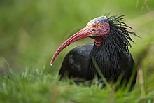 The northern bald ibis, once native to central Europe, is being reintroduced in a spectacular project.