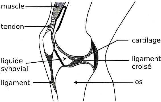 Schéma de l’articulation du genou