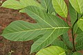 * Nomination Artocarpus hirsutus --Vengolis 03:33, 27 October 2019 (UTC) * Promotion Good quality. -- Johann Jaritz 04:09, 27 October 2019 (UTC)