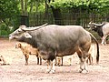 Asiatic water buffalo in zoo tierpark friedrichsfelde berlin germany.jpg