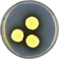 Aspergillus recurvatus growing on CYA plate