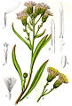 Tripolium pannonicum (as syn. Aster tripolium) vol. 13 - plate 07 in: Jacob Sturm: Deutschlands Flora in Abbildungen (1796)