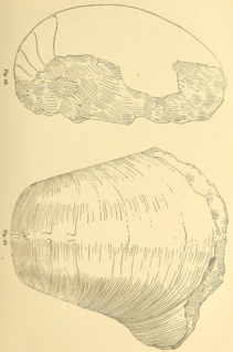 <i>Asymptoceras</i> genus of molluscs