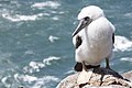 Atobá (Sula leucogaster) filhote, nas ilhas Moleques do Sul, sul do Brasil.jpg