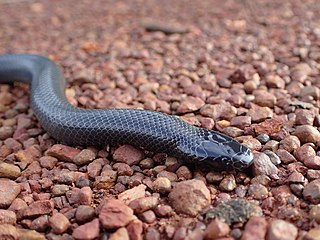 <i>Atractaspis congica</i> Species of snake