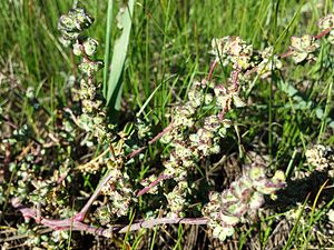 Atriplex intracontinentalis in Seewinkel in Burgenland