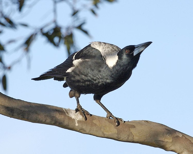 File:Australian Magpie (Gymnorhina tibicen) - Flickr - Lip Kee (2).jpg