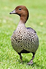 Thumbnail for File:Australian wood duck - male.jpg