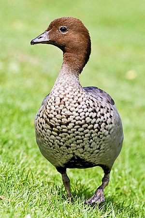 Australian wood duck - male.jpg