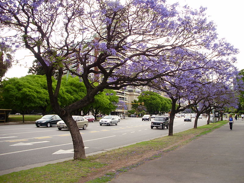 File:Avenida del Libertador trees.jpg