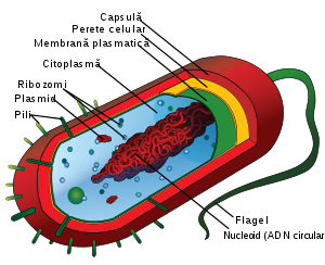 Exemple de bacterii parazite