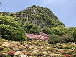 Azalea Lembah di Mifuneyama Taman dan Gunung Mifuneyama 3.jpg
