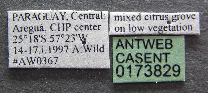 File:Azteca luederwaldti casent0173829 label 1.jpg