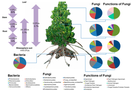 Bacterial and fungal community in a mangrove tree. Bacterial taxonomic community composition in the rhizosphere soil and fungal taxonomic community composition in all four rhizosphere soil and plant compartments. Information on the fungal ecological functional groups is also provided. Proportions of fungal OTUs (approximate species) that can colonise at least two of the compartments are shown in the left panel. Bacterial and fungal community in a mangrove tree.webp