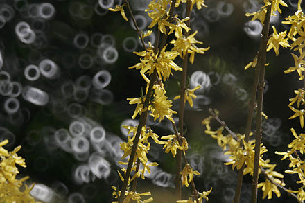 Picture of Forsythia with doughnut-shaped background bokeh, due to the use of a catadioptric system. Focus on foreground.